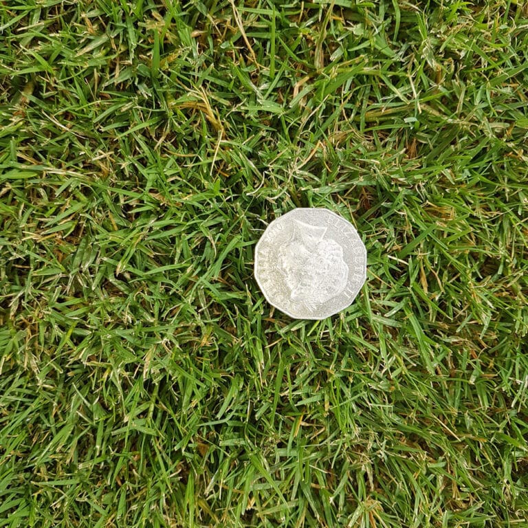 Wintergreen couch turf
