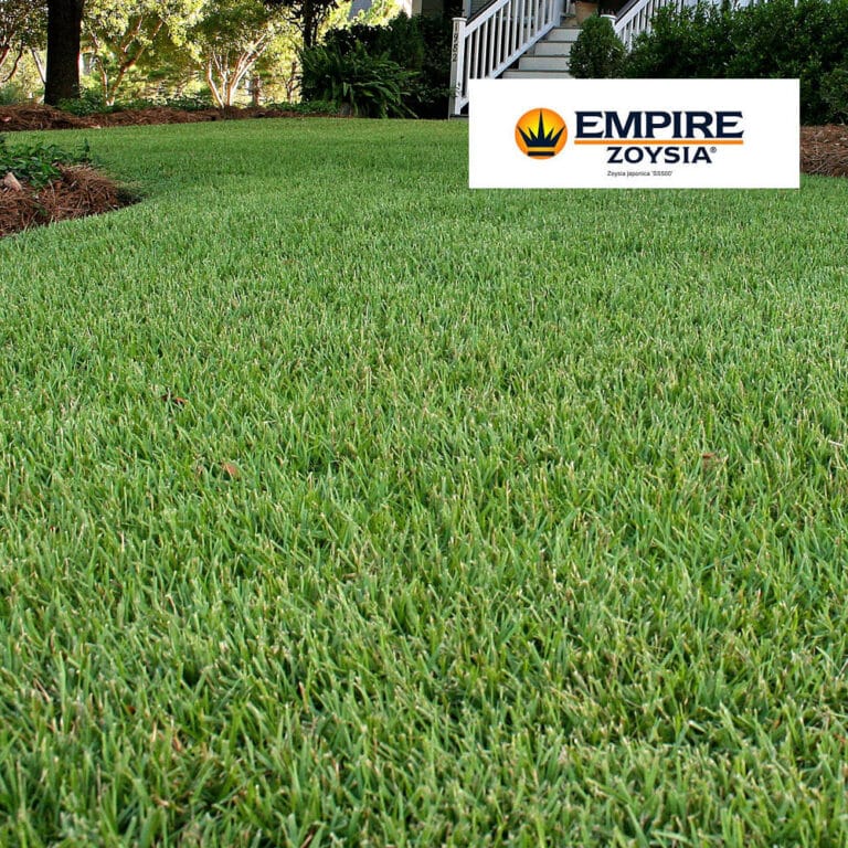 Empire Zoysia turf lawn